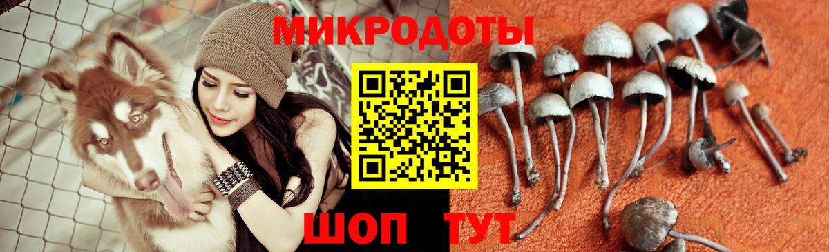 Галлюциногенные грибы Psilocybe Вольск